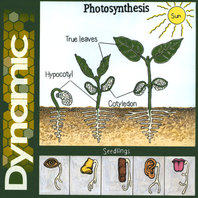 Photosynthesis Mp3