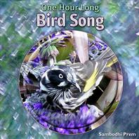 One Hour Long Bird Song Mp3