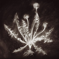 Dandelion Mp3