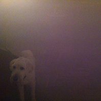 Dog In The Fog (EP) Mp3