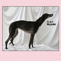 Flat Worms Mp3