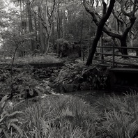 The Ancient Forest III Mp3