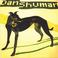 Dan Shuman Mp3