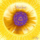 Radiant Humble and True Mp3