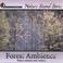 Forest Ambience (Nature sounds only version) Mp3