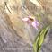 Avalanche Lily Mp3