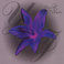 Violet Flower Mp3