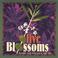 Olive Blossoms Mp3