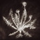 Dandelion Mp3