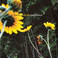 Sunflower Mp3