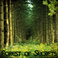 Forest Of Secrets Mp3