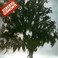 Árvore (Vinyl) Mp3