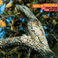 Birds Of Venezuela (Vinyl) Mp3