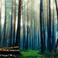 Listening To Nature Mp3