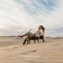 Dust Over Dunes (CDS) Mp3