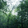 The Ancient Forest VIII Mp3