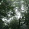 The Ancient Forest V Mp3
