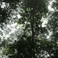 The Ancient Forest IX Mp3