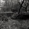 The Ancient Forest III Mp3
