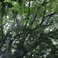 The Ancient Forest VI Mp3