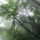 The Ancient Forest X Mp3