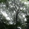 The Ancient Forest VII Mp3