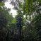 The Ancient Forest XI Mp3