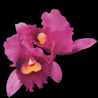 Orchid Mp3